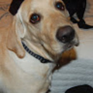 Meet your Posher, Young